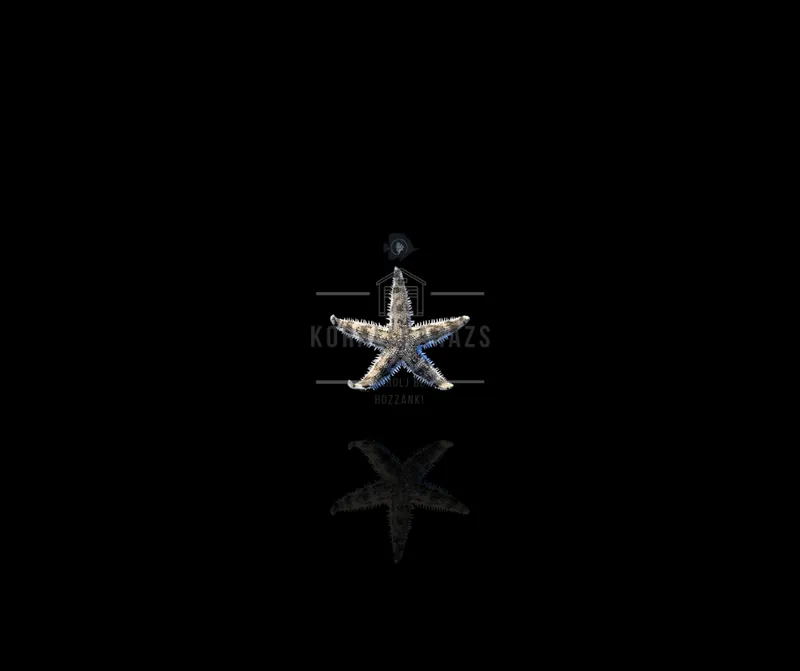 Archaster Typicus